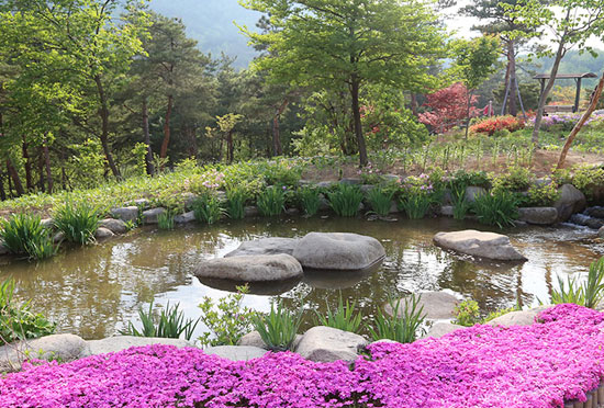 설악산자생식물원 속초시내 가까운 곳에 설악의 야생화와 생태를 감상할 수 있는 설악산야생식물원. 산책로와 소풍을 즐길 수 있는 야외 데크, 수생식물원, 산책로 등 자연과 함께 아기자기 사진도 찍고 둘러보기 좋은 곳입니다. 설악산자생식물원은 설악산 자생 및 희귀 식물 수목과 초본 123종 5만여본을 식재하여 지난 2012년 6월 개장하여 봄부터 가을까지 제각기 피는 여러 야생화와 수목을 만날 수 있습니다.
